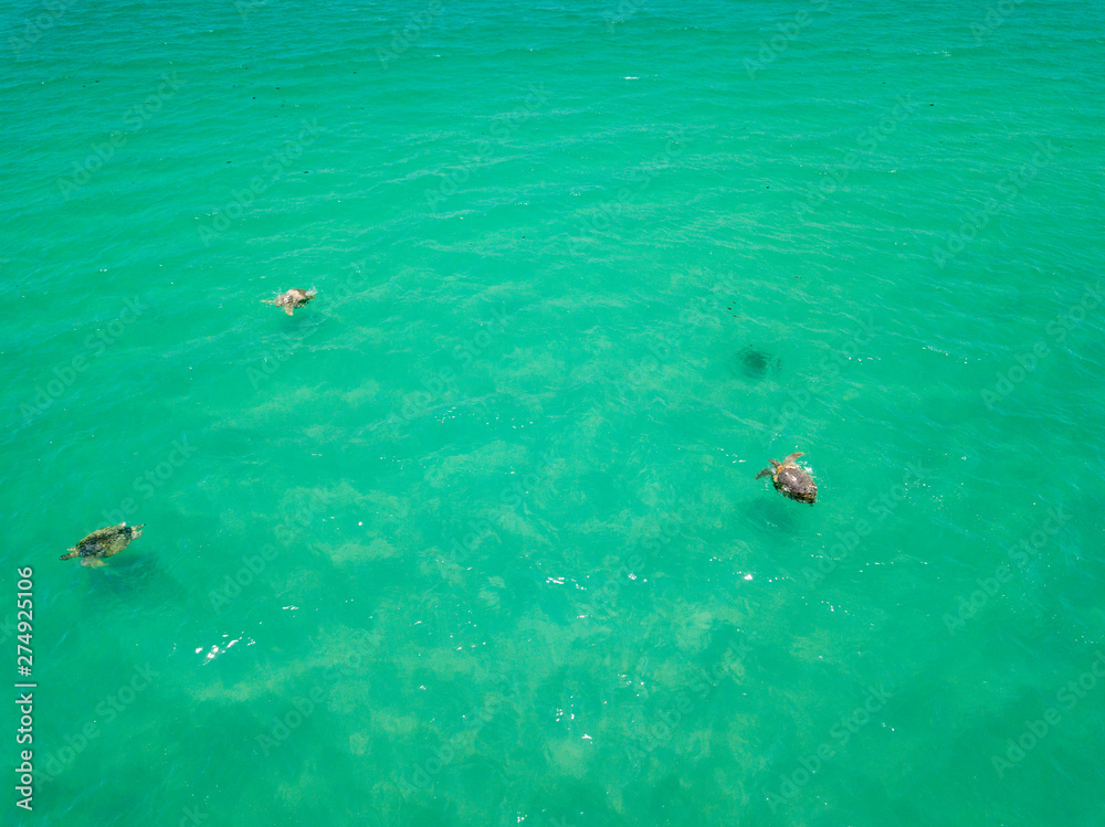 Sea Turtles in the Caribbean from above