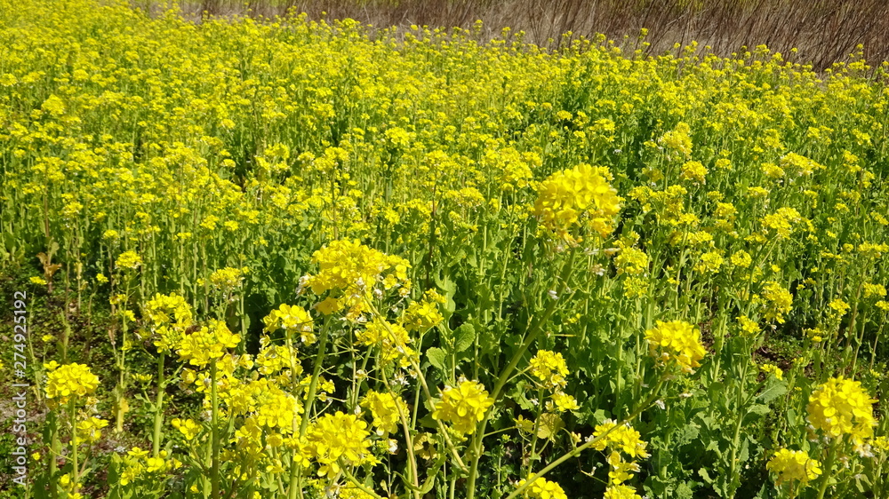 Obraz premium 菜の花畑