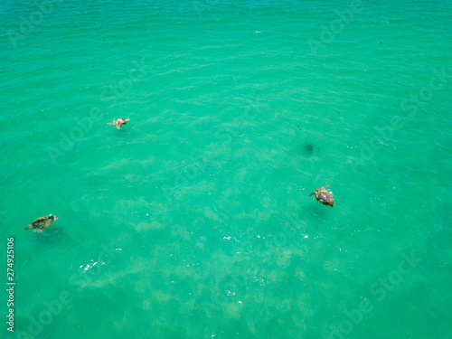 Sea Turtles in the Caribbean from above
