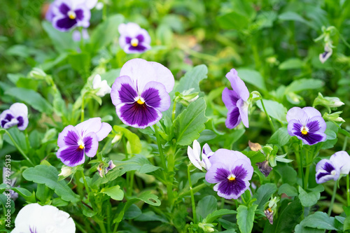 Beautiful violet pancy flowers in the garden photo