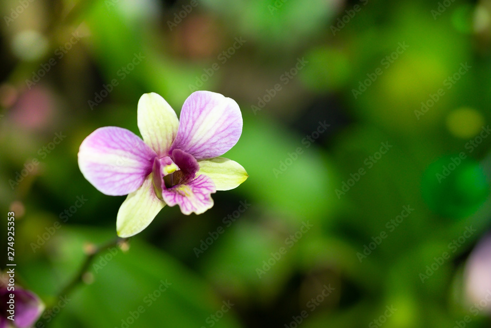 Purple dendrobium orchids with shades of yellow in tropical garden, Thailand