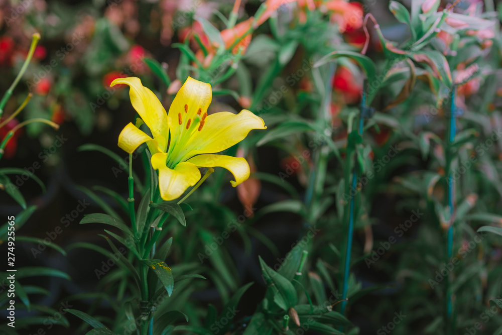 Yellow lily plant in the garden Yellow lily plant in the garden