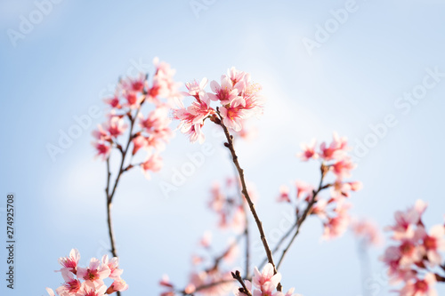 Prunus cerasoides; Wild Himalayan Cherry