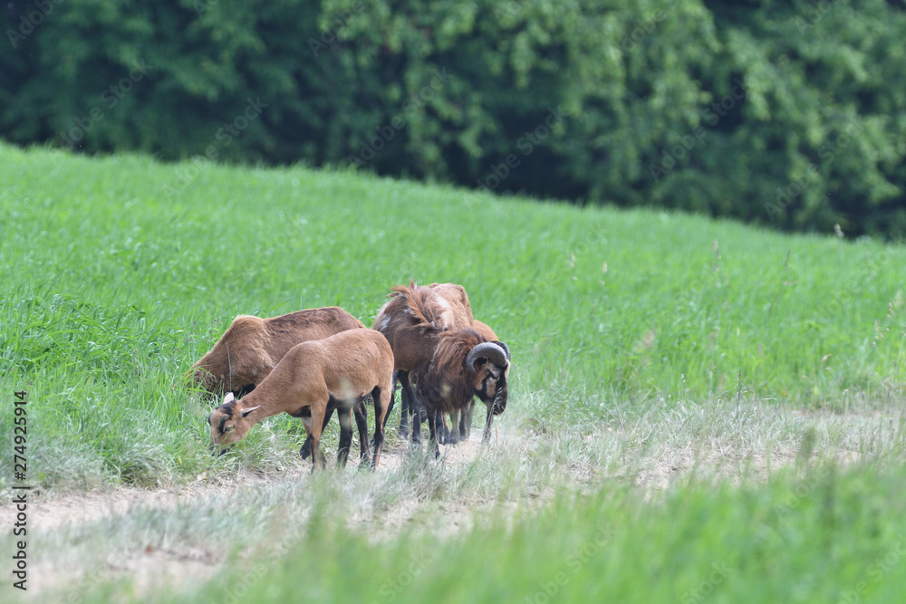 herd of wild goats graze on grass in spring herd of wild goats graze on grass in spring