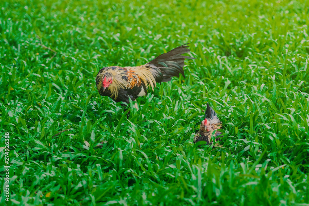 Rooster and hen relax and finding food in green field. Rooster and hen relax and finding food in green field.