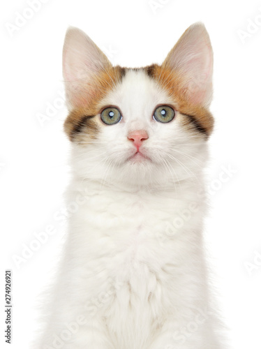 Fototapeta Naklejka Na Ścianę i Meble -  Close-up of a Turkish Angora kitten