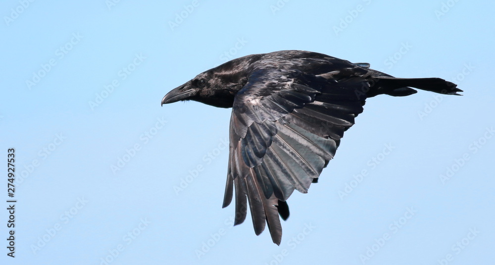 Naklejka premium Raven in flight, Corvus corax, birds of Greenland