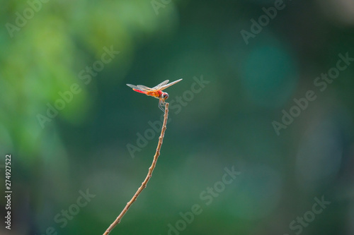 dragonfly on leaf