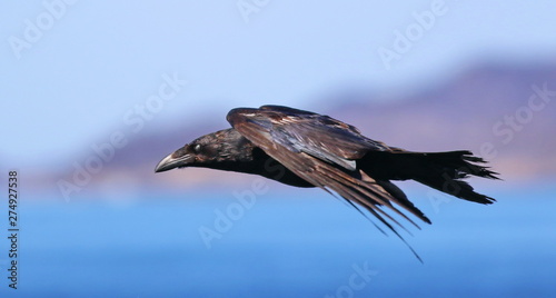 Raven in flight, Corvus corax, birds of Greenland photo