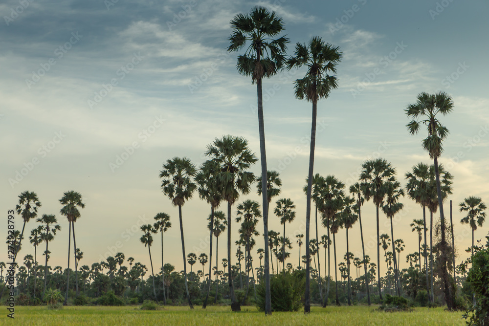 Rice fields with palm sugar palm trees and sun light at Pathum Thani, Thailand Rice fields with palm sugar palm trees and sun light at Pathum Thani, Thailand