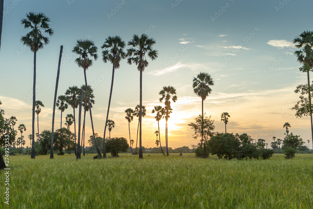 Rice fields with palm sugar palm trees and sun light at Pathum Thani, Thailand Rice fields with palm sugar palm trees and sun light at Pathum Thani, Thailand