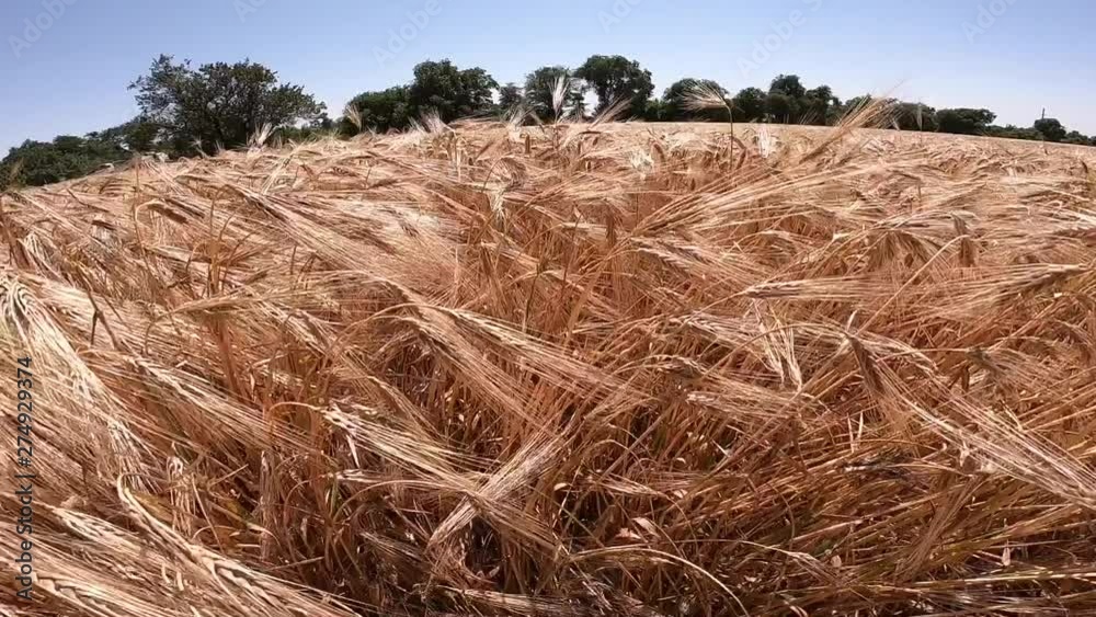 Field of ripe wheat on a sunny day
