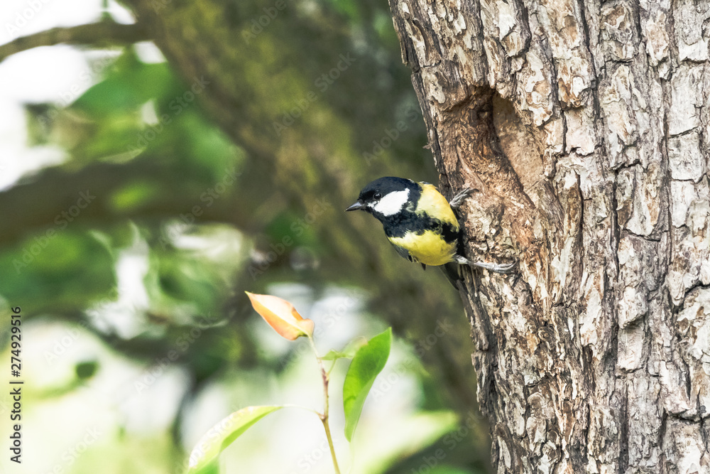 Naklejka premium Great tit perching on tree bark next to the nest hole. Little passerine bird with yellow breast (Parus major) sitting near to the hollow on tree trunk in summer forest.