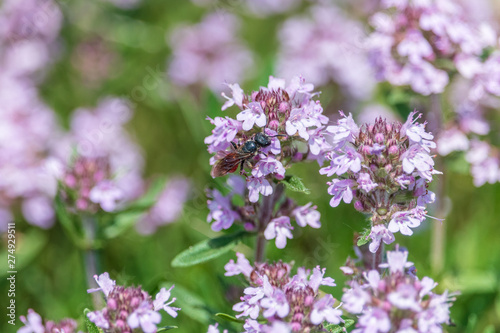 Thyme purple flowers close-up. Blooming thymus wildflower on the summer meadow. Aromatic herb with nice warm scent. © TashaBubo