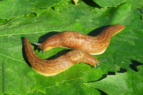 Orange slugs on green leaves background, closeup