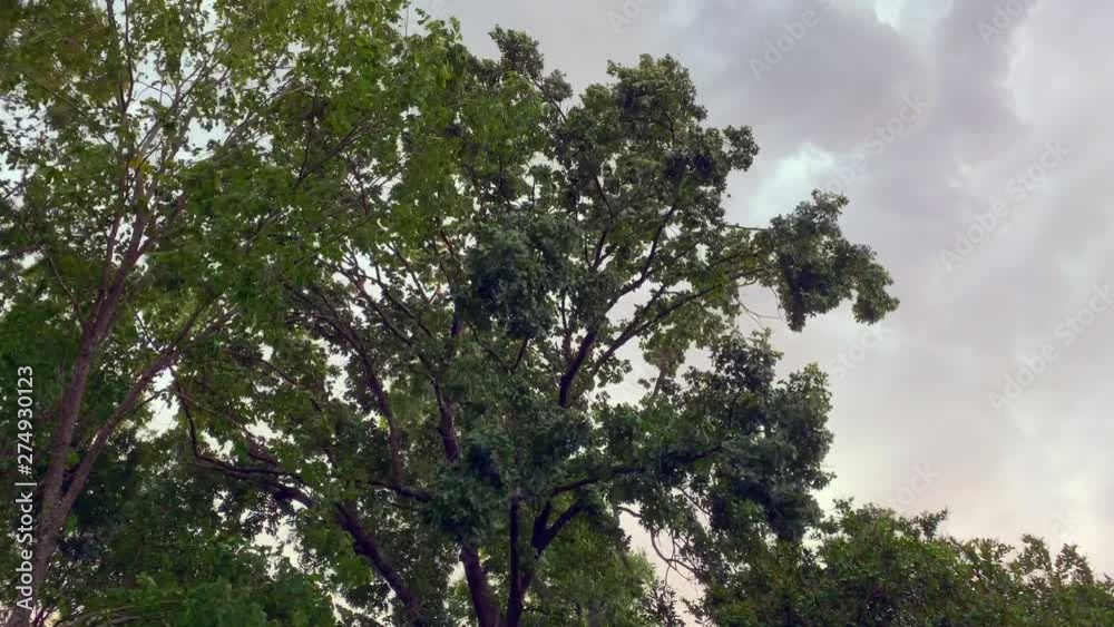 Trees blowing in a strong summer storm with copy space Trees blowing in a strong summer storm with copy space