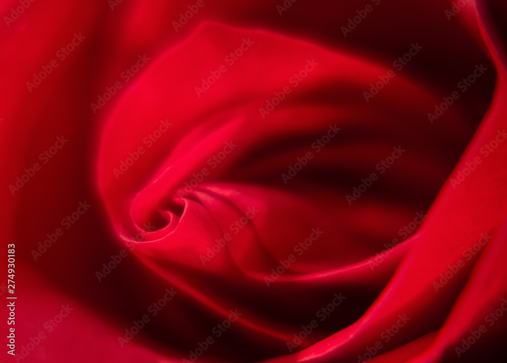 Obraz premium close-up of red rose on black background