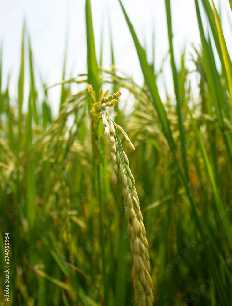 Obraz premium Rice field