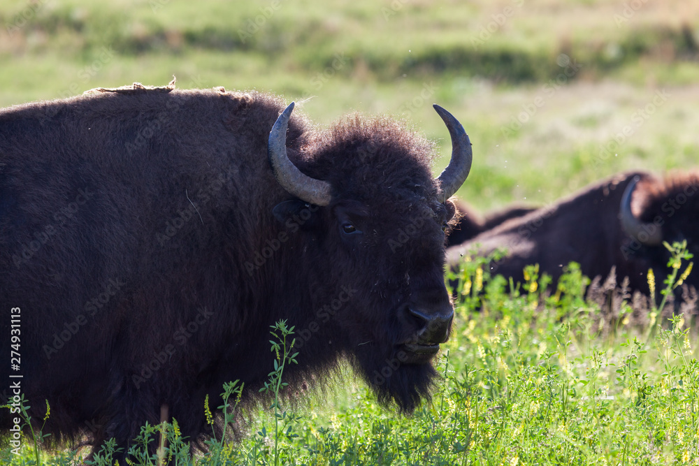 Bison on the Prairie