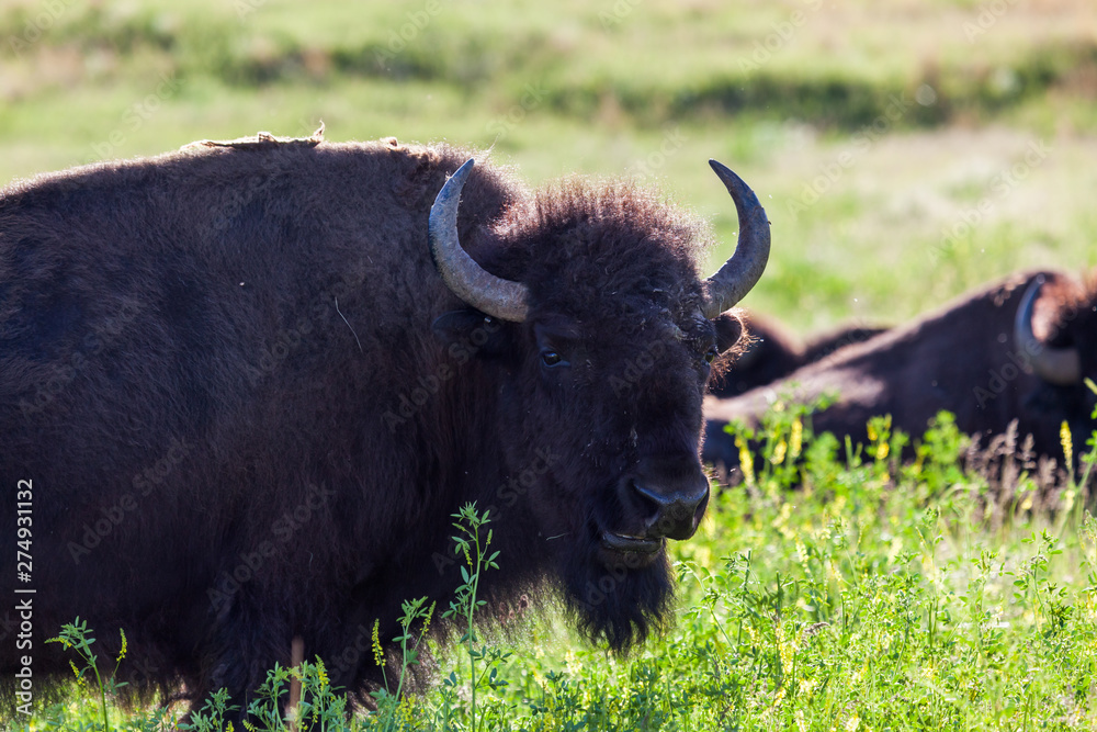 Bison Eating Wildflowers