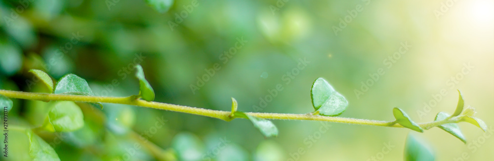 Natural banner, green leaves in the garden