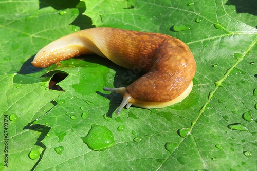 Slug on green leaves after rain, closeup photo