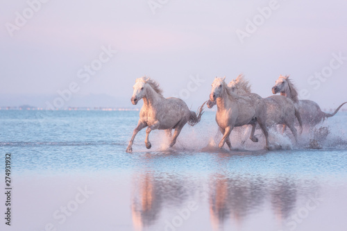 Valokuva White Camargue horses of a sea run gallop in the water in soft sunset light with