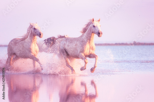White Camargue horses of a sea run gallop in the water in soft sunset light with splash and reflection  travel background  National park Camargue  Bouches-du-rhone  Provence-Alpes-Cote d Azur  France
