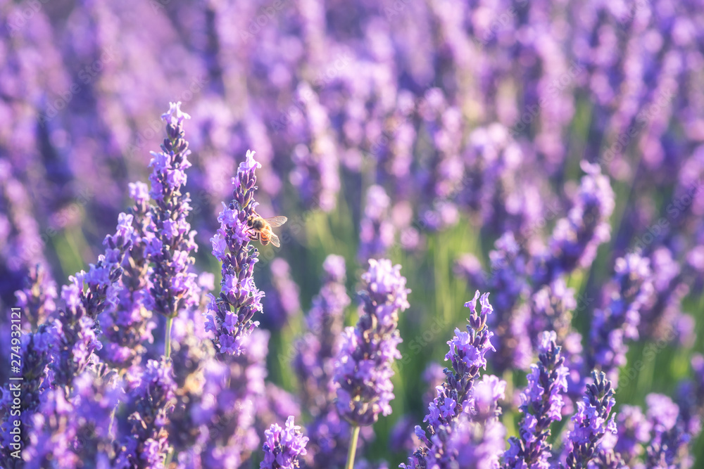 Naklejka premium Kwitnąca lawenda fioletowe kwiaty z pszczołą na polu, naturalne sezonowe tło kwiatowe i rolnicze, Prowansja, Francja