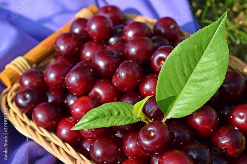 Fresh,sweet cherry berries in a wicker basket.