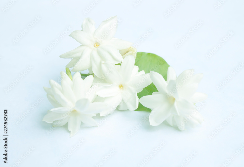 Obraz premium Jasmine