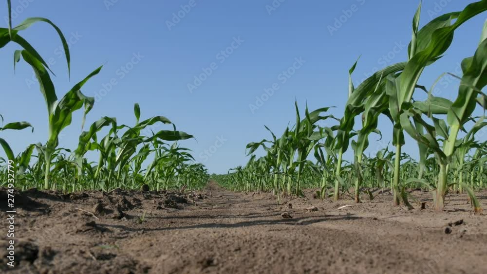 Rows of young green corn plants in field low angle zoom in agriculture in spring Rows of young green corn plants in field low angle zoom in agriculture in spring
