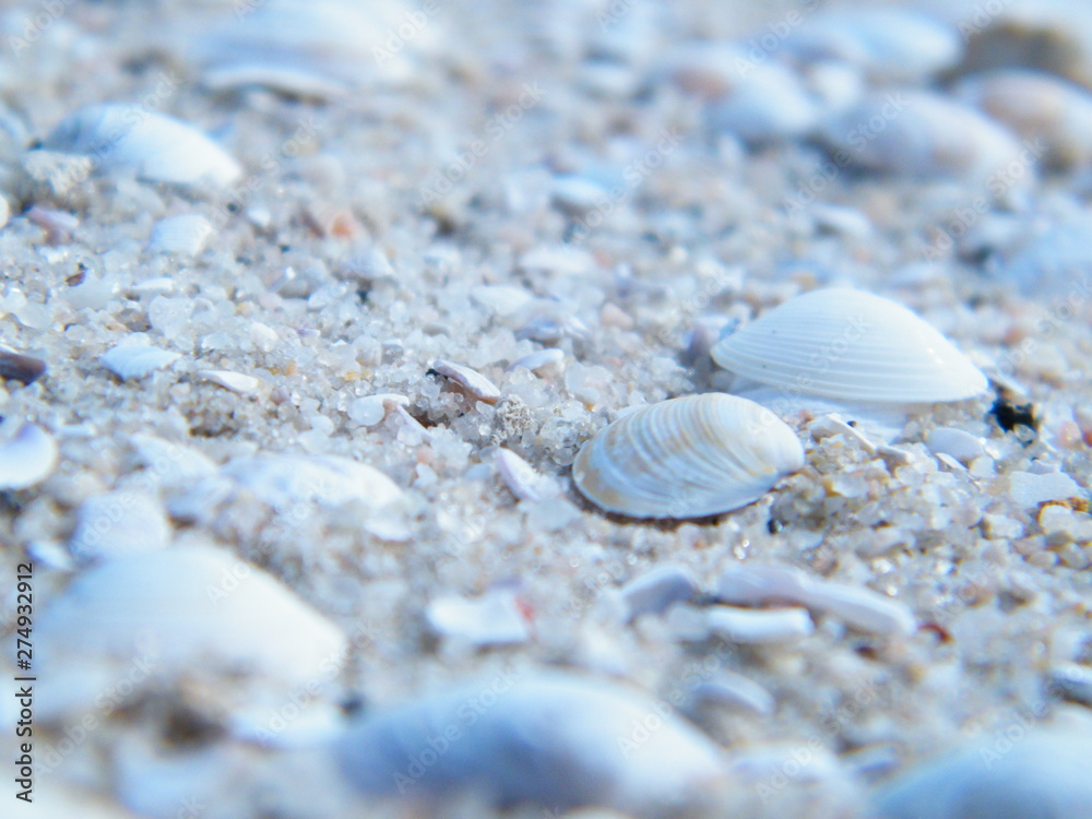 Muschelstrand in Australien, Macro, Schärfeverlauf, Westaustralien Muschelstrand in Australien, Macro, Schärfeverlauf, Westaustralien