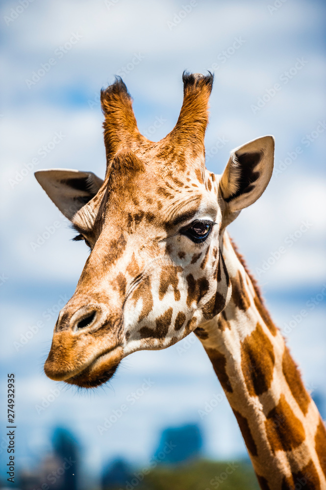 Naklejka premium A Giraffe's Head