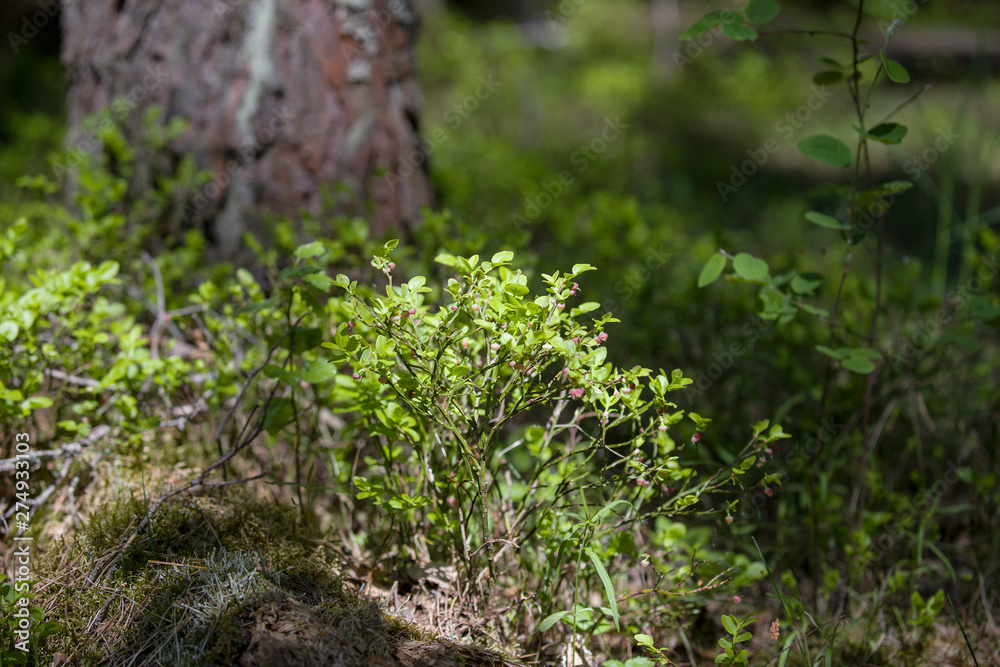 Blueberry bush grows in the European forest. Blueberry bush grows in the European forest.