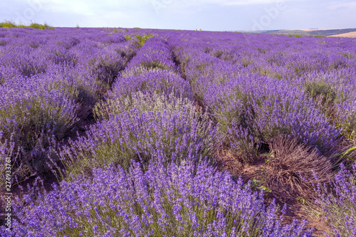 Lavender flowers in the sun in soft focus  pastel colors and blur background. Purple field of lavender. Provence with space for text. French lavender in the field  unsharp light effect. Short focus