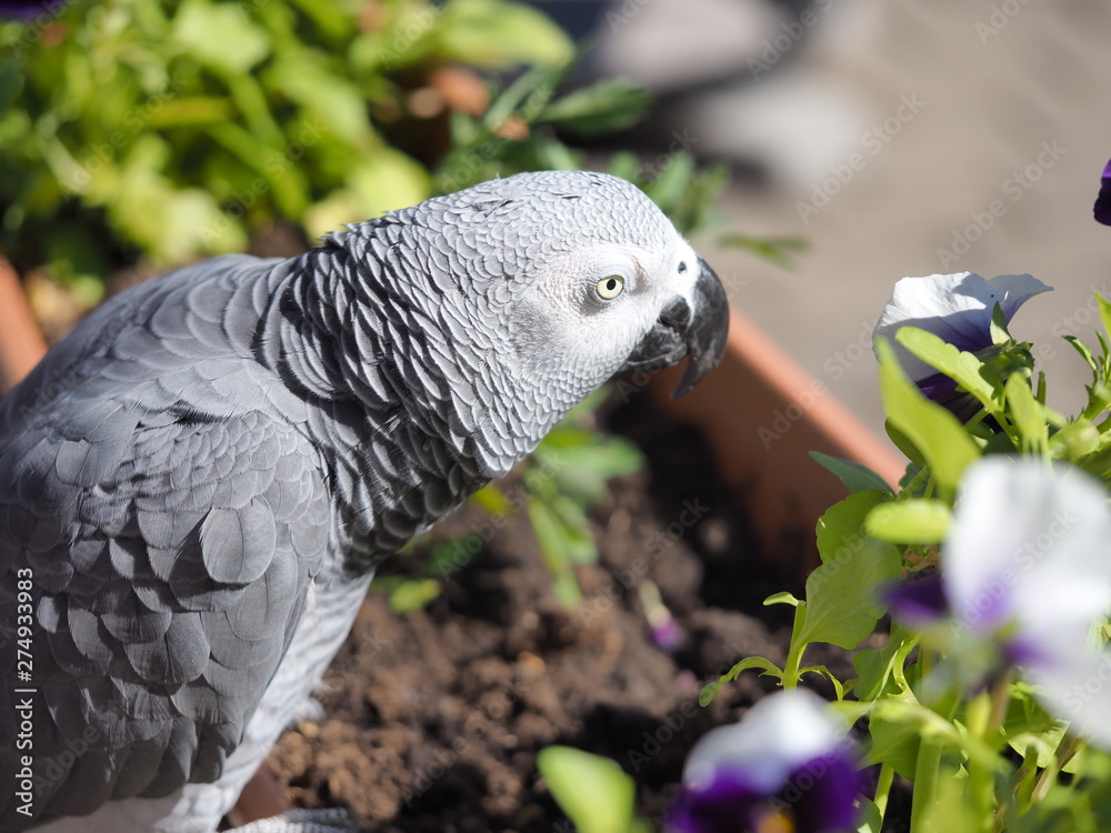 Obraz premium Gray parrot Psittacus erithacus, Congo gray parrot or African gray parrot.