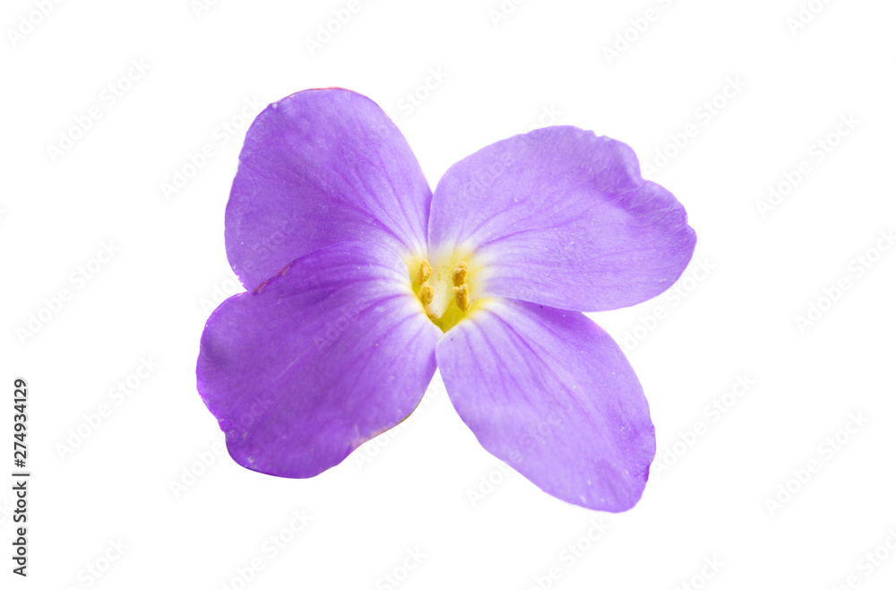 aubrieta isolated aubrieta isolated