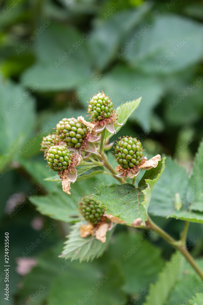 Black Blackberry One Month After Spring Blossom