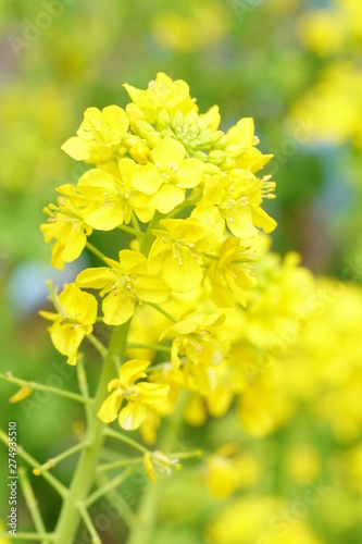 春の菜の花