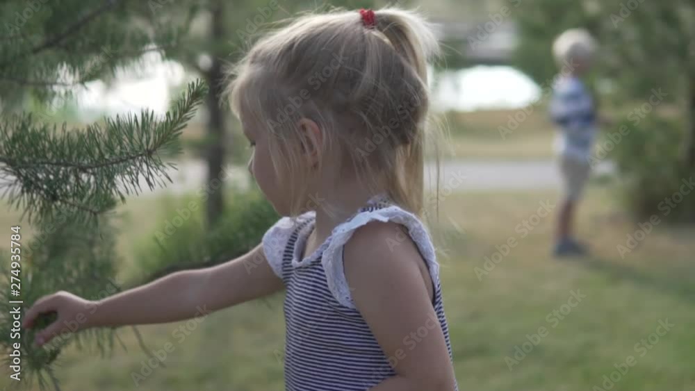 Little girl tears young bumps from the Christmas tree. A child on a walk in the park tears cones from a tree in the summer Little girl tears young bumps from the Christmas tree. A child on a walk in the park tears cones from a tree in the summer