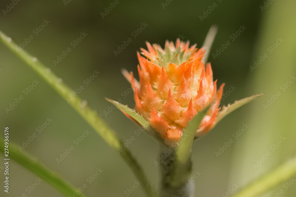 Close up The Curagua, Ananas Lucidus Pineapple plant a delightful little pineapple, just grown up with green leaf and nature blurred background
