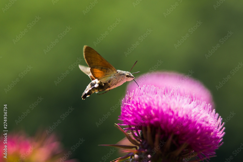 Close up view of a hawk moth - macroglossum stellatarum - sucking purple milk thistle flower. Close up view of a hawk moth - macroglossum stellatarum - sucking purple milk thistle flower.