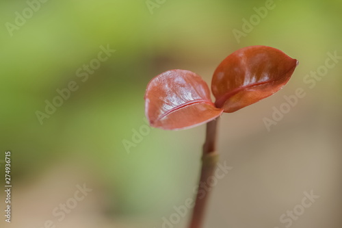 Soft focus young leaf of Ramputan Plant with nature blurred background. photo