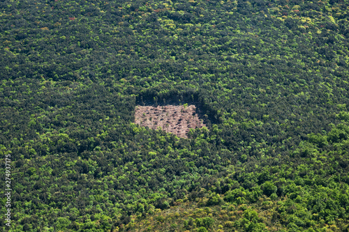 radura nel bosco photo