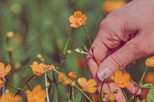 Female picking buttercup flowers
