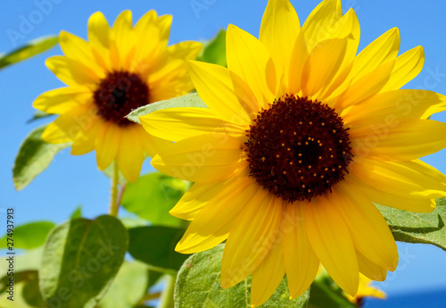 Sunflowers against blue sky on a summer day.Yellow flowers.Bright floral background.Selective focus.