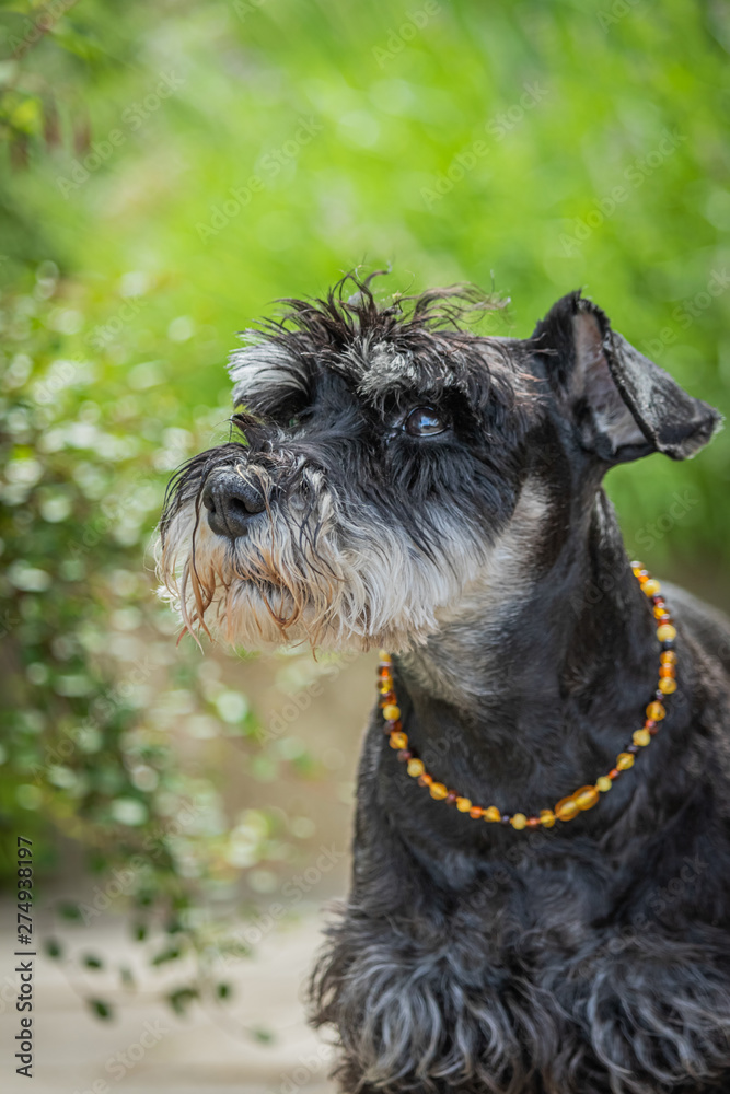 miniature schnauzer in nature