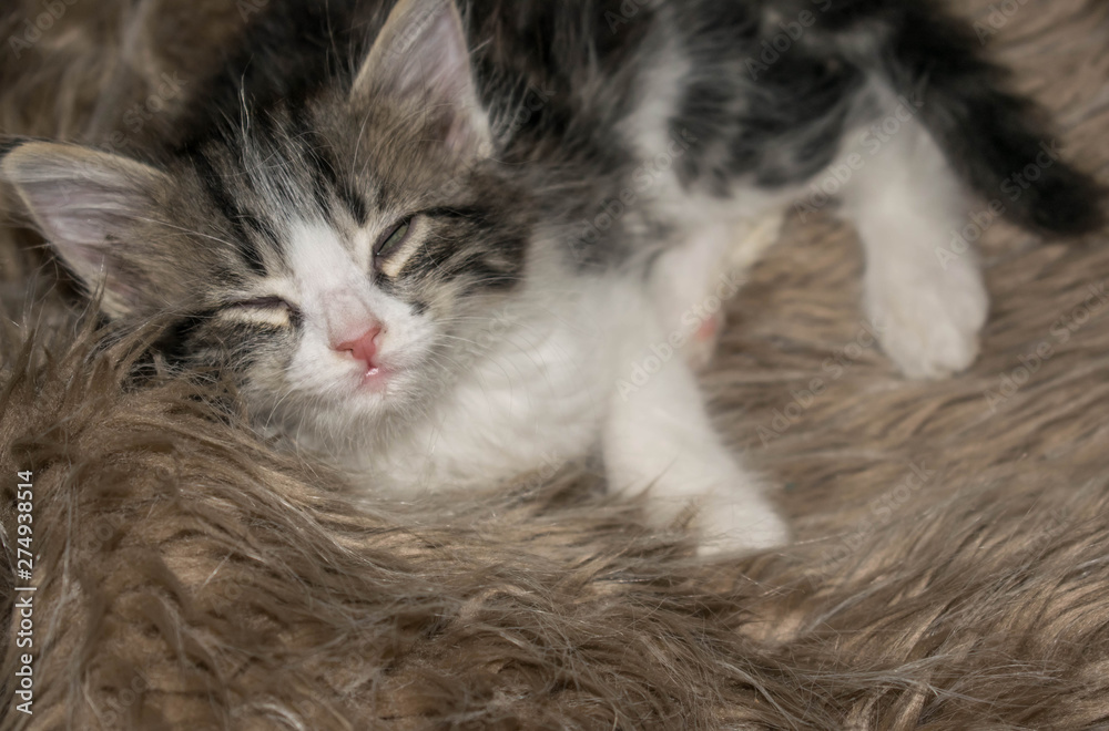 Fototapeta premium fluffy gray kitten cute playful sleeps lying on the carpet for design background