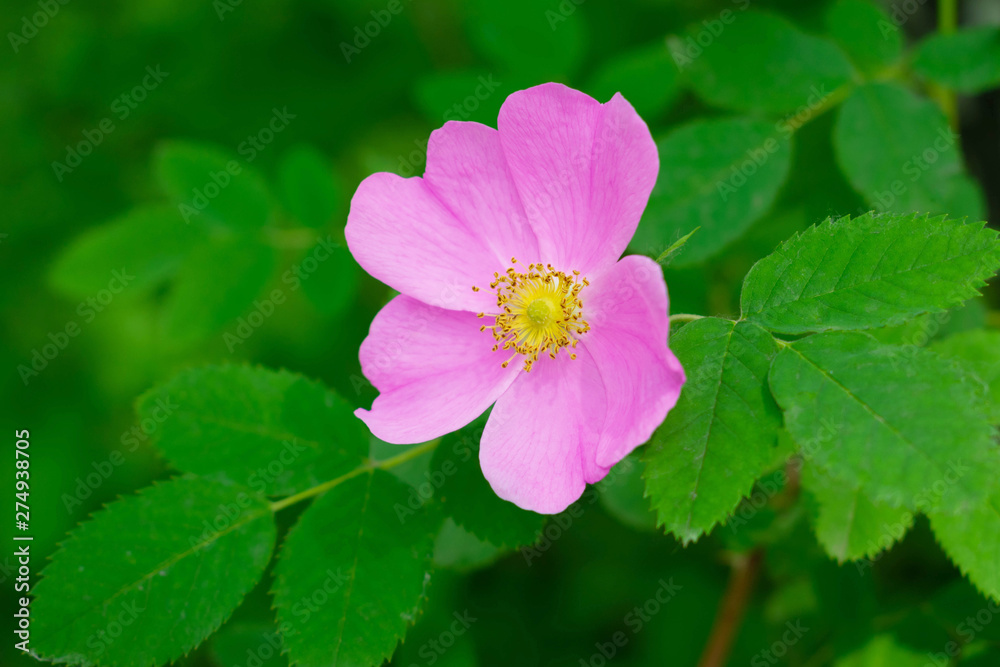 Rosehip flower Large pink flower on the background of fresh greens. Shrub flowers. Rosehip flower Large pink flower on the background of fresh greens. Shrub flowers.